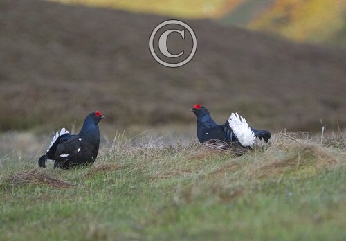 Black Grouse DM1013